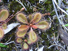 Drosera praefolia