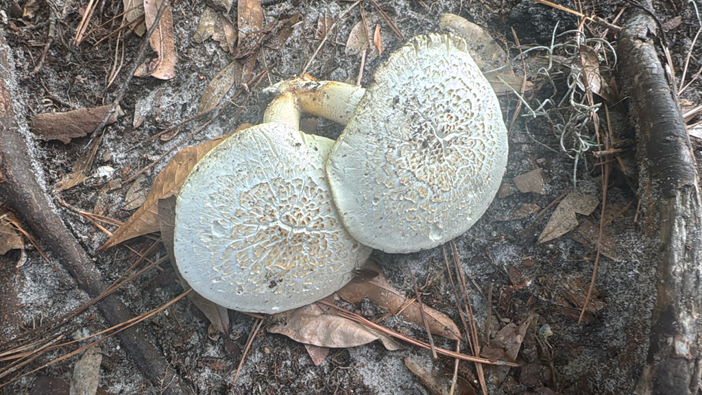 Giant Sawgill · July 2026 · photo: Photo: no rights reserved · iNaturalist