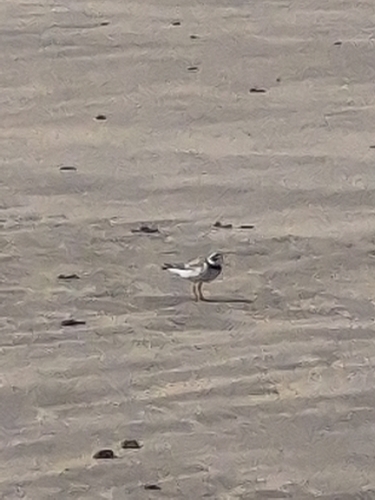 iNaturalist image