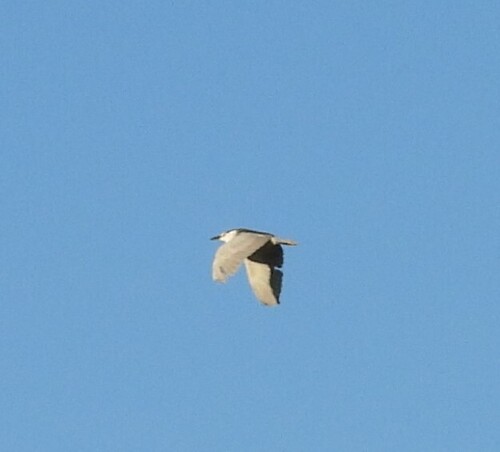 iNaturalist image