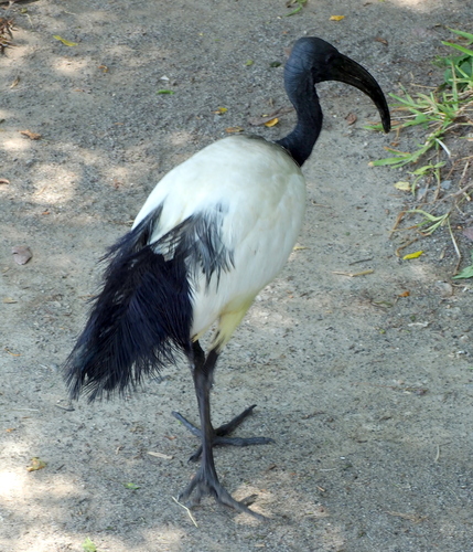 iNaturalist image