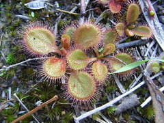 Drosera praefolia