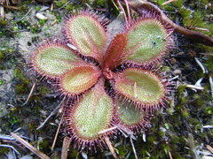 Drosera praefolia