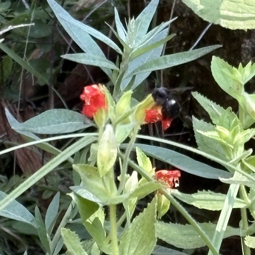 iNaturalist observation photo of Large Carpenter Bees