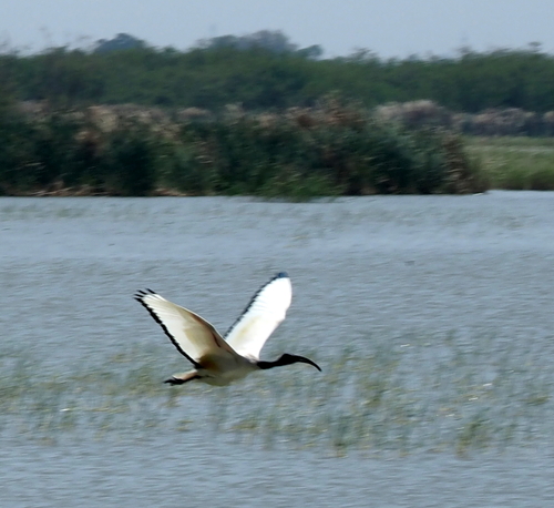 iNaturalist image