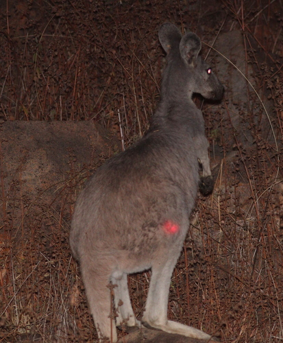 Common Wallaroo