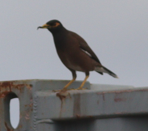 Common Myna
