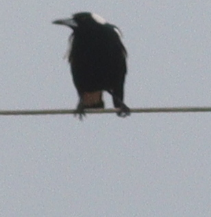 Australian Magpie