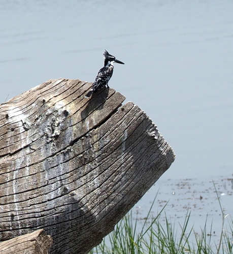 iNaturalist image