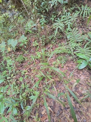 Setaria megaphylla