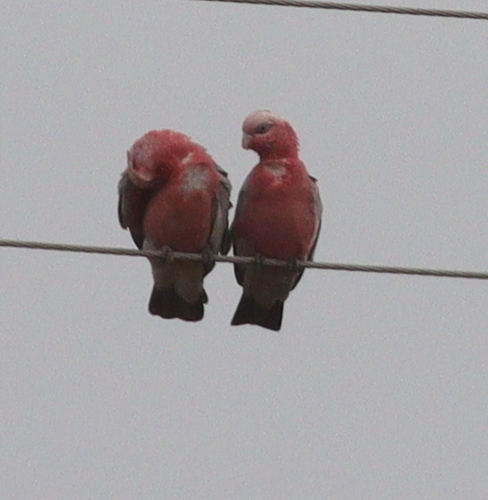 Galah