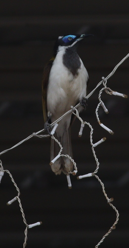 Blue-faced Honeyeater