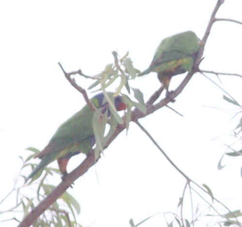 Rainbow Lorikeet