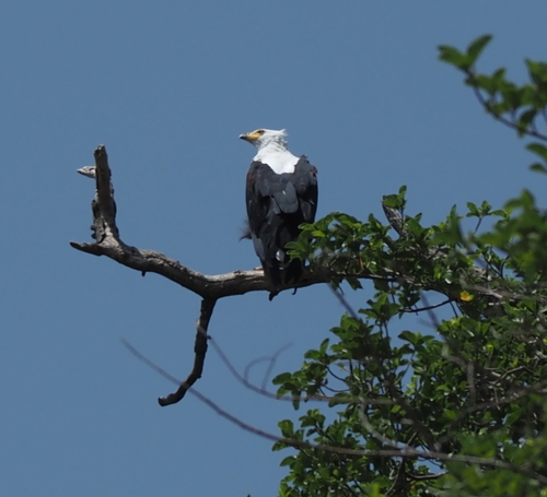 African Fish-Eagle