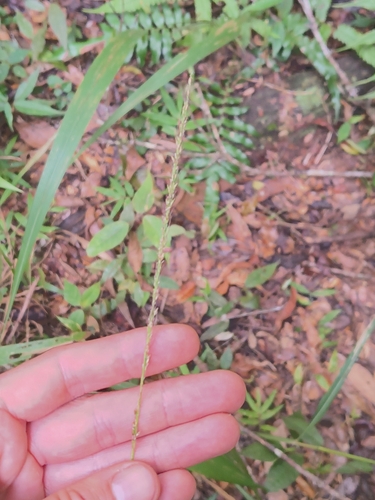 Setaria megaphylla, photograph 2
