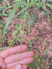 Setaria megaphylla, photograph (c) Jan Hackel, some rights reserved (CC BY)