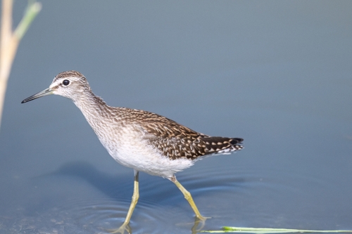 iNaturalist image