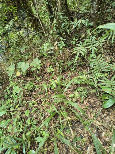 Setaria megaphylla, photograph 3