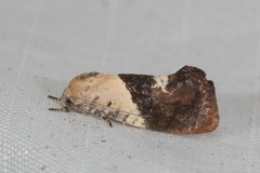 Hypertropha chlaenota