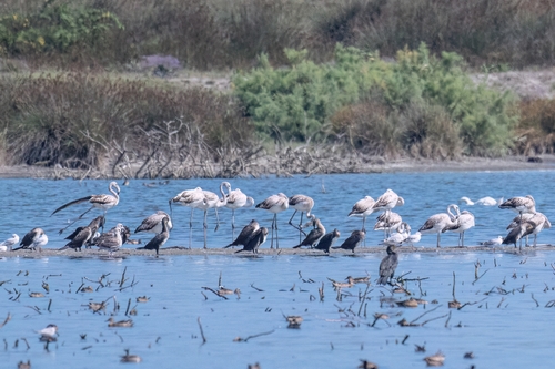 iNaturalist image