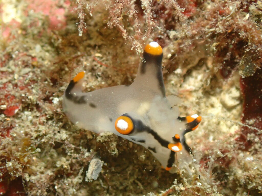 Thecacera picta