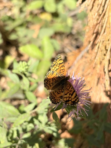 iNaturalist observation photo of Mylitta Crescent