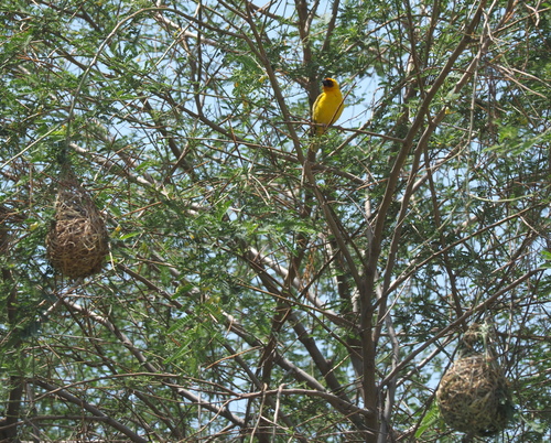 Vitelline Masked-Weaver
