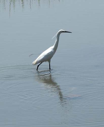 Little Egret