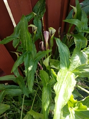 Arum hygrophilum