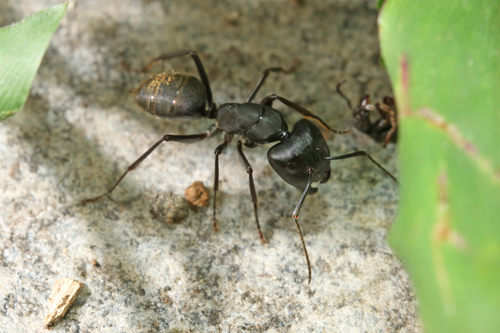 Japanese Carpenter Ant