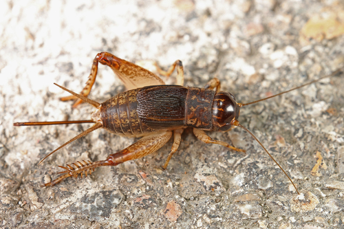 Velarifictorus ornatus