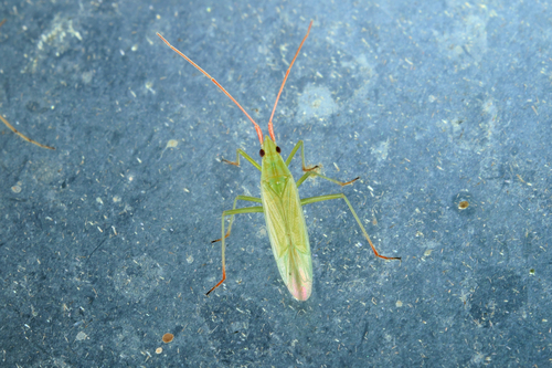 Rice Leaf Bug