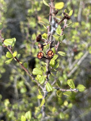 Ceanothus verrucosus, photograph 1