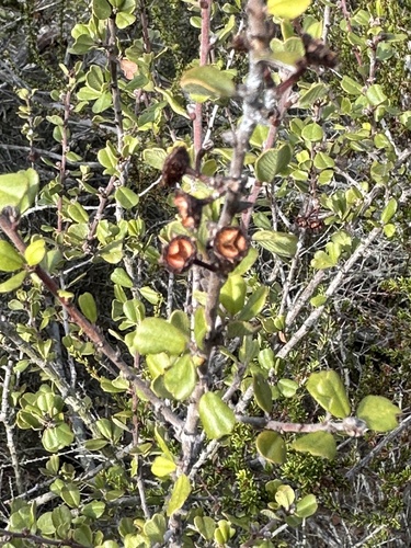 Ceanothus verrucosus, photograph 2