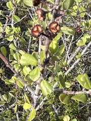 Ceanothus verrucosus, photograph (c) Eric Alan Isaacson, some rights reserved (CC BY)