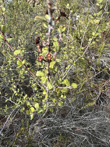 Ceanothus verrucosus, photograph 4