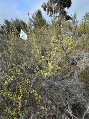 Ceanothus verrucosus, photograph (c) Eric Alan Isaacson, some rights reserved (CC BY)