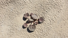 Eriogonum deflexum deflexum