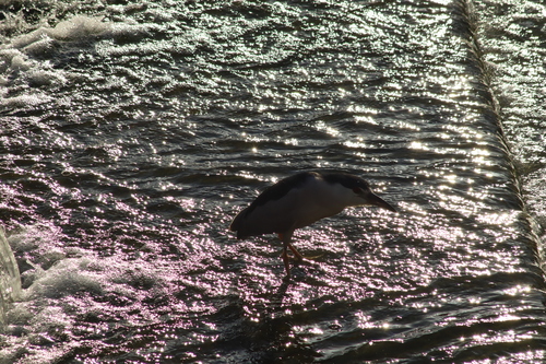 iNaturalist image
