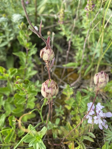 Iberis simplex, photograph 4