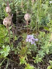 Iberis simplex, photograph (c) Илья Руденко, some rights reserved (CC BY)