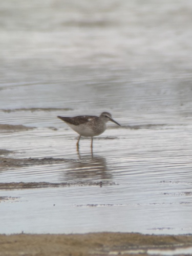 iNaturalist image