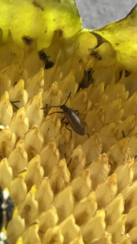 Rough-haired Lagria Beetle