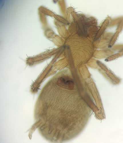 Hahnia pusilla