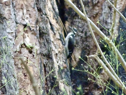 iNaturalist observation photo of Hairy Woodpecker