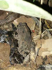 Rhinella granulosa