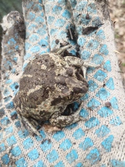 Pelobates vespertinus