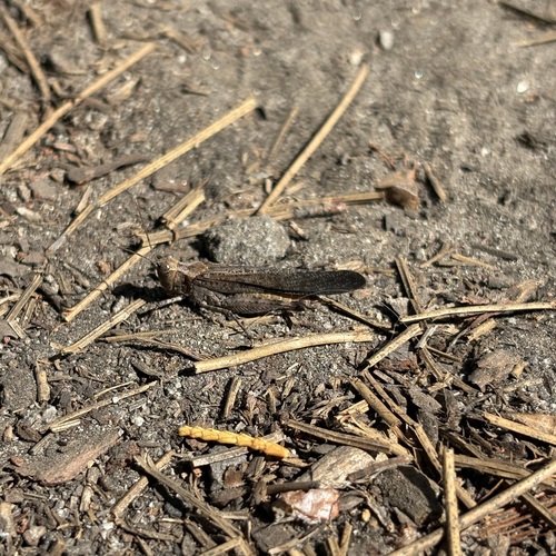 iNaturalist observation photo of Crackling Forest Grasshopper
