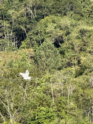 Great Egret