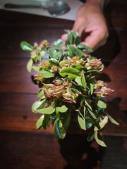 Diospyros scabrida